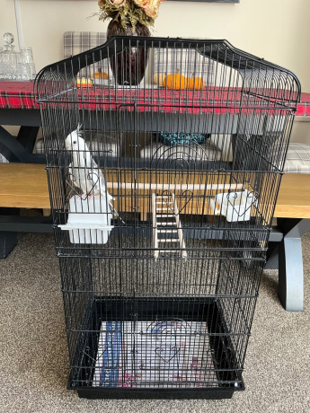 cockatiel-bird-and-cage-big-0