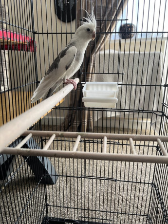 cockatiel-bird-and-cage-big-1