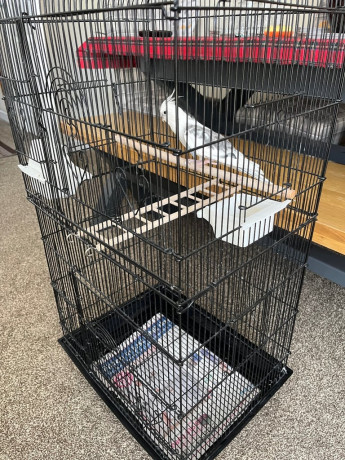 cockatiel-bird-and-cage-big-2