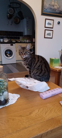 beautiful-cats-requiring-their-forever-home-big-0