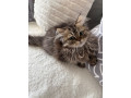 beautiful-persian-kitten-small-1