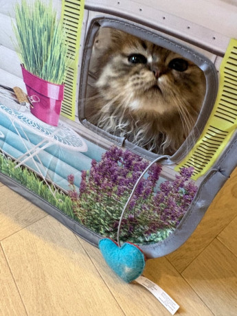 beautiful-persian-kitten-big-3