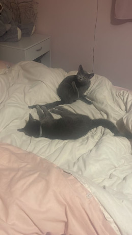 4-months-old-kittens-big-0