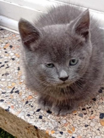 4-months-old-kittens-big-2