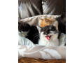 kittens-for-sale-small-3
