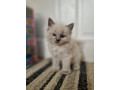 ragdoll-kittens-small-2