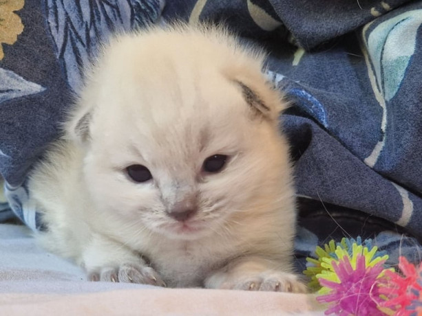 ragdoll-kittens-big-0