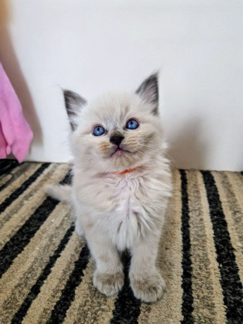 ragdoll-kittens-big-1