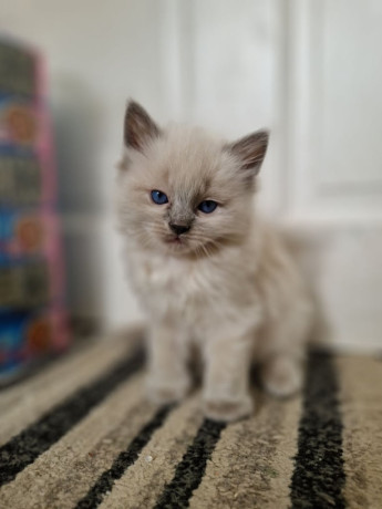 ragdoll-kittens-big-2