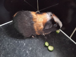 male-guinea-pigs-neutered-free-bag-of-guinea-pig-bedding