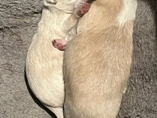 chihuahua-x-toy-poodle