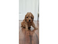 cockapoo-puppies-small-3