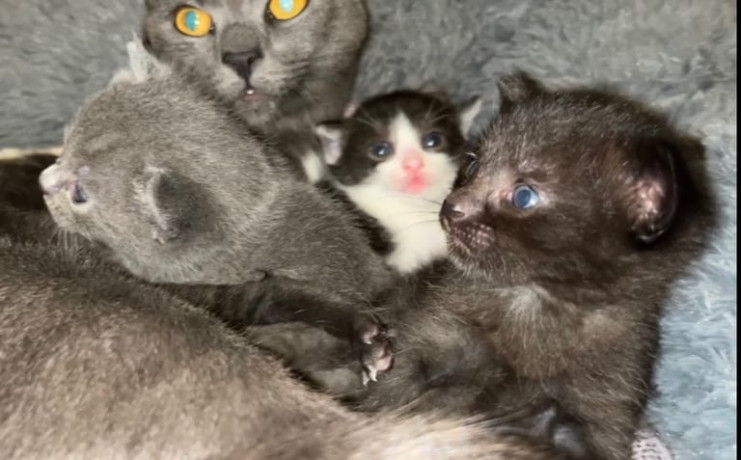 beautiful-kittens-big-2