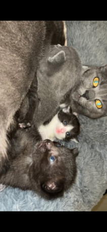 beautiful-kittens-big-3