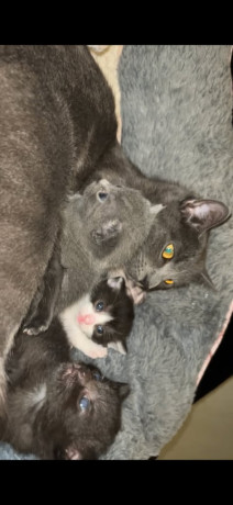 beautiful-kittens-big-4