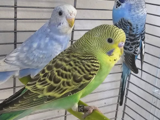 budgies-available-for-new-homes