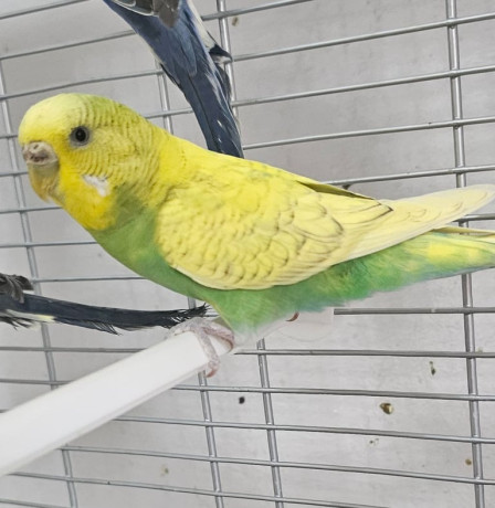 budgies-available-for-new-homes-big-1