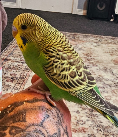 budgies-available-for-new-homes-big-4