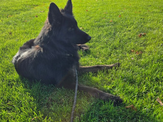 german-shepherd-2-yr-old