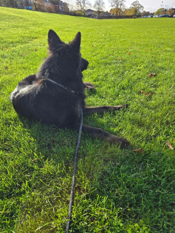 german-shepherd-2-yr-old-big-1
