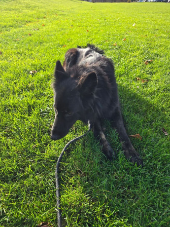 german-shepherd-2-yr-old-big-2