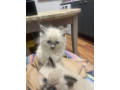 stunning-ragdoll-kittens-ready-to-leave-small-3