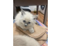stunning-ragdoll-kittens-ready-to-leave-small-4