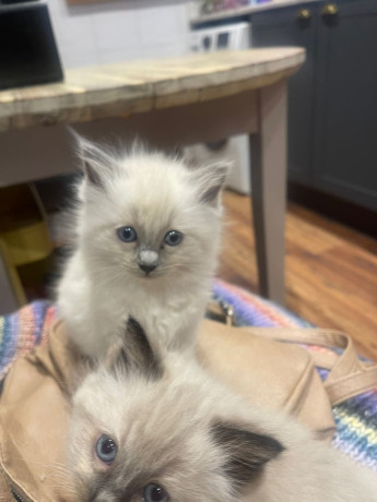 stunning-ragdoll-kittens-ready-to-leave-big-3