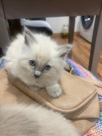 stunning-ragdoll-kittens-ready-to-leave-big-4