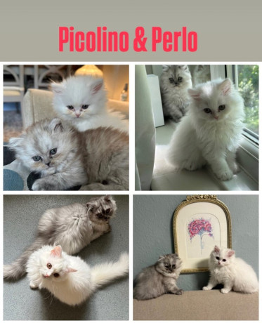 2-persian-cat-pure-bread-vaccinated-cheeped-boy-girl-big-2