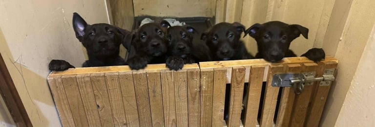 5-dutch-shepherd-pups-big-1