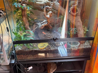 pink-tongue-skinks-with-enclosure