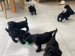 where-quality-comes-first-8-kc-miniature-schnauzer-puppies