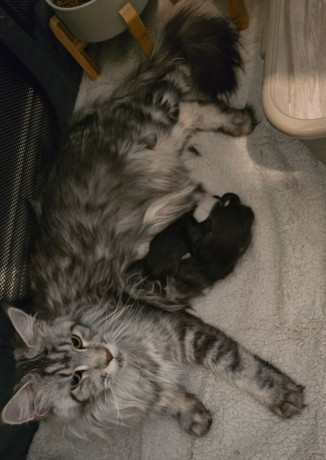 maine-coon-kittens-big-0