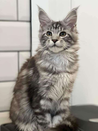 maine-coon-kittens-big-1
