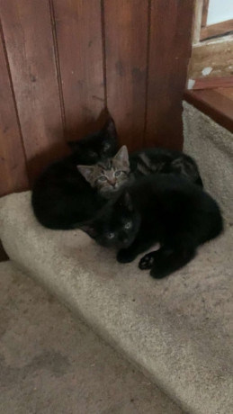 beautiful-kittens-for-sale-big-2