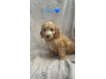 toy-cockapoo-small-1