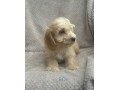 toy-cockapoo-small-4