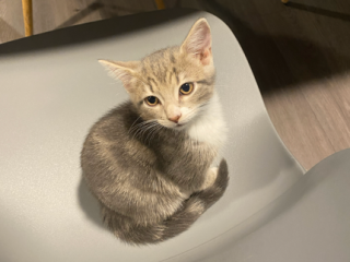 adorable-12-week-kitten-food-carrier-toys-20l-cat-litter-ready-now