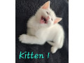 1-stunning-kitten-for-sale-small-3