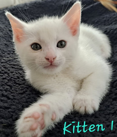 1-stunning-kitten-for-sale-big-4