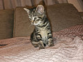 tabby-kittens-for-sale-small-1