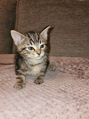 tabby-kittens-for-sale-big-3