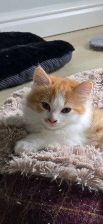 ragdoll-cross-kitten-big-0