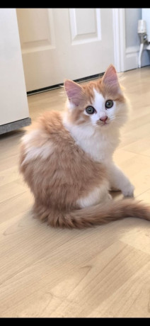 ragdoll-cross-kitten-big-1