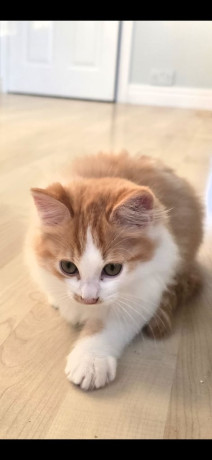 ragdoll-cross-kitten-big-2