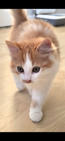 ragdoll-cross-kitten-big-3