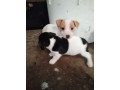 miniature-jack-russell-pups-small-0