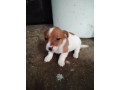 miniature-jack-russell-pups-small-1