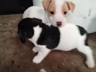 miniature-jack-russell-pups